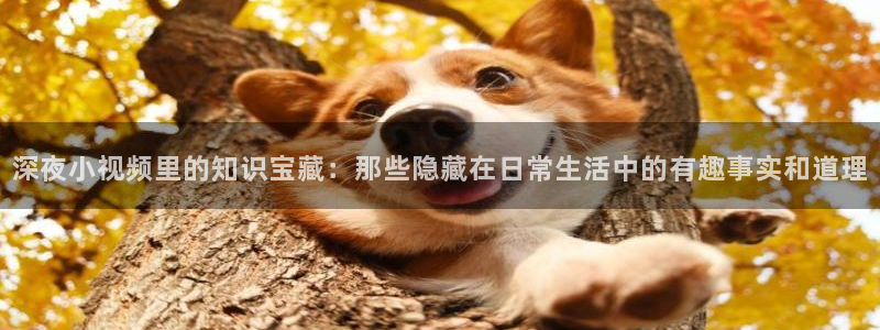 星辰影院短剧免费播放